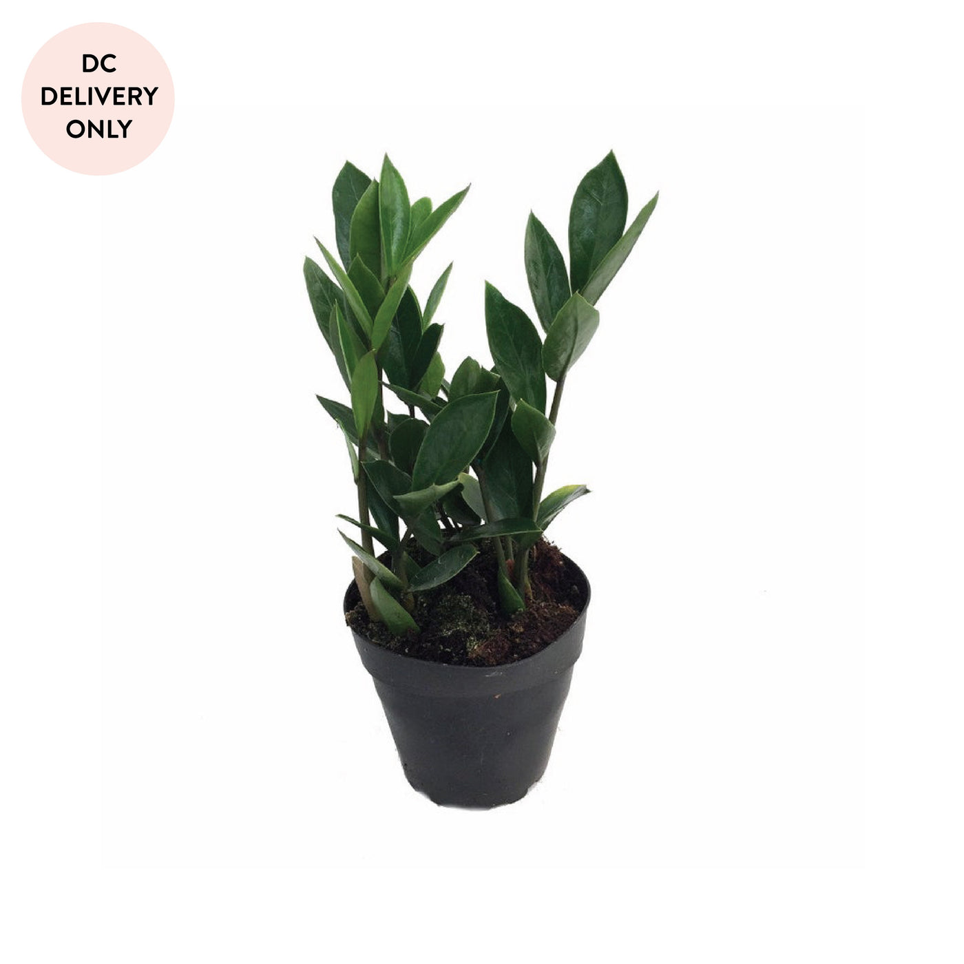 ZZ Plant