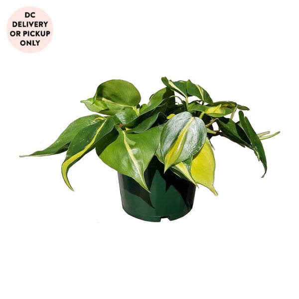Philodendron Brasil Plant