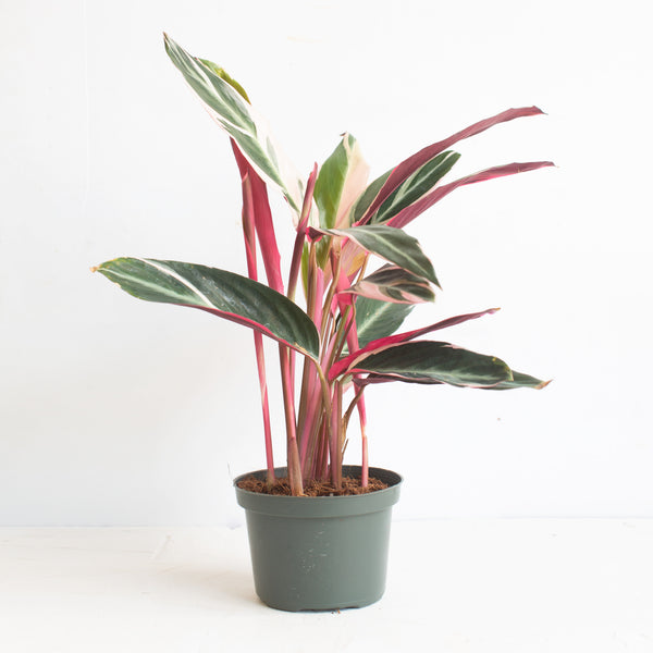 Stromanthe Plant