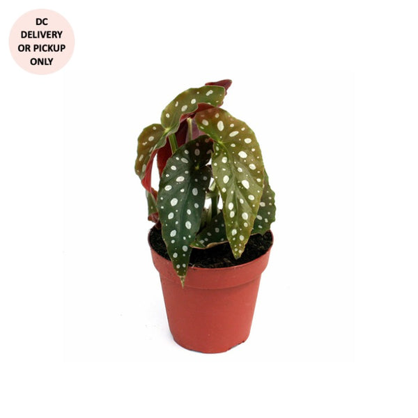 Begonia Maculata Plant