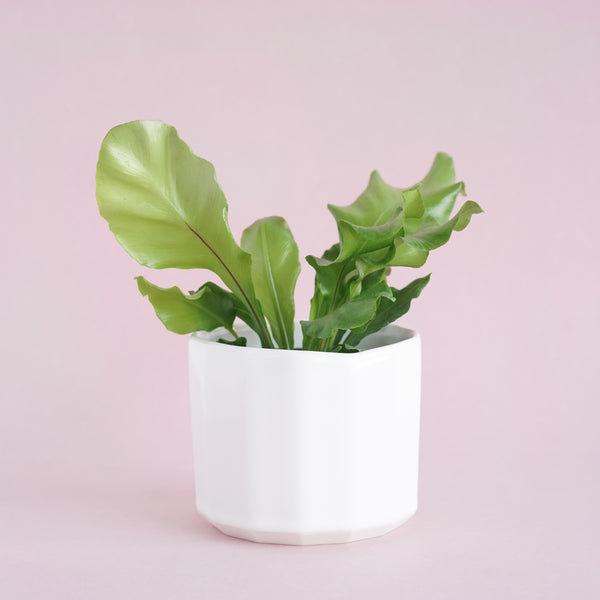 BIRDSNEST FERN
