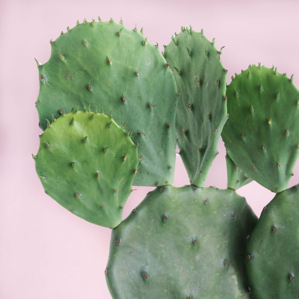 CACTI