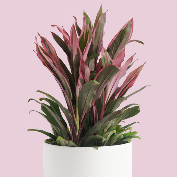 CORDYLINE MARIA