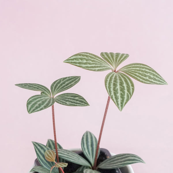 PEPEROMIA