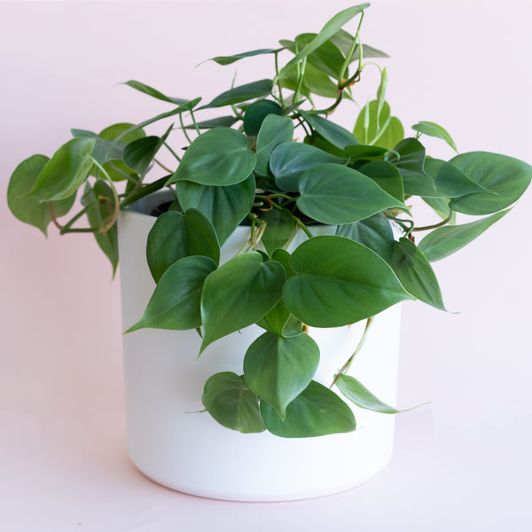 HEARTLEAF PHILODENDRON