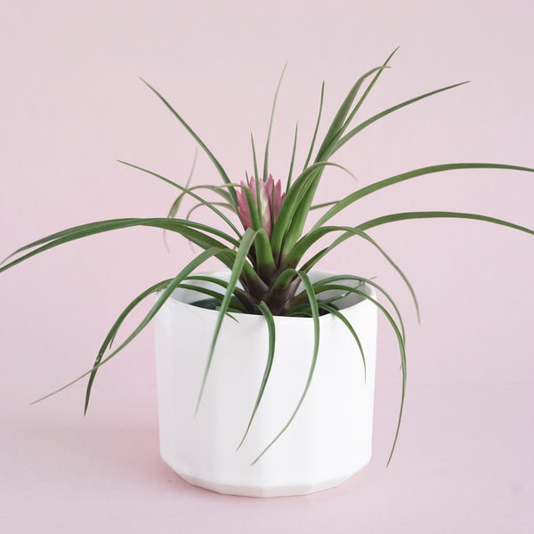 PINK QUILL