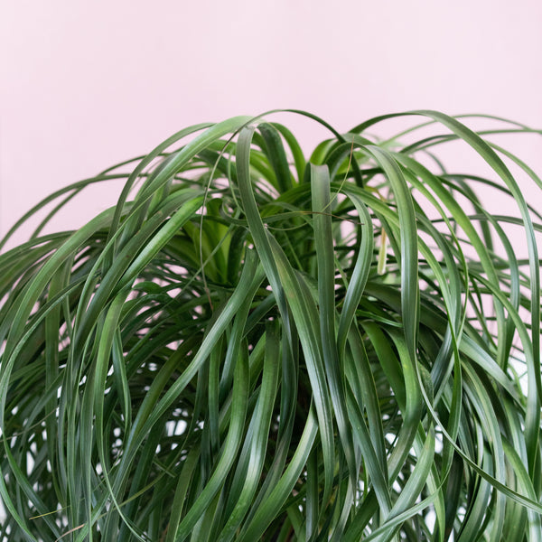 PONYTAIL PALM