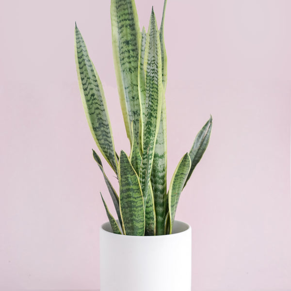 SNAKE PLANT