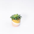 Extra Small Potted Succulent